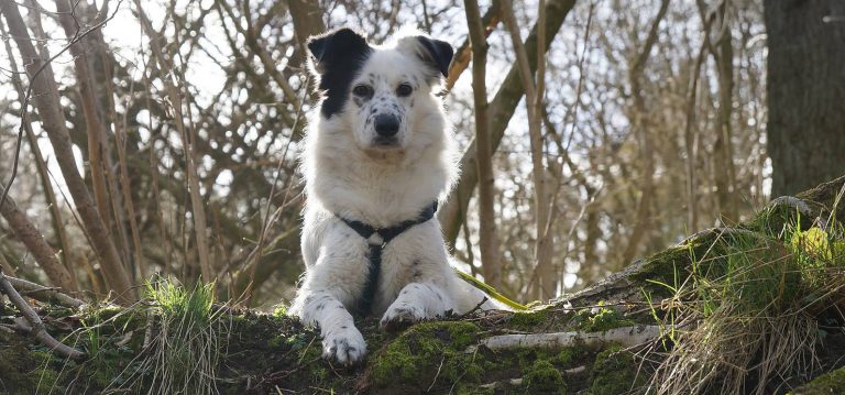Fünfeinhalb Worte zu Barf bei Epilepsie Futterblatt