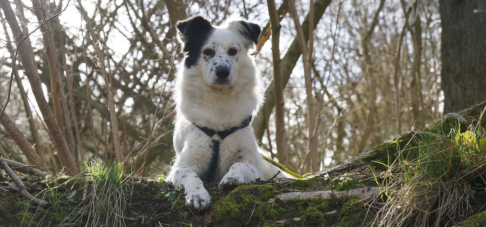 Fünfeinhalb Worte zu Barf bei Epilepsie Futterblatt