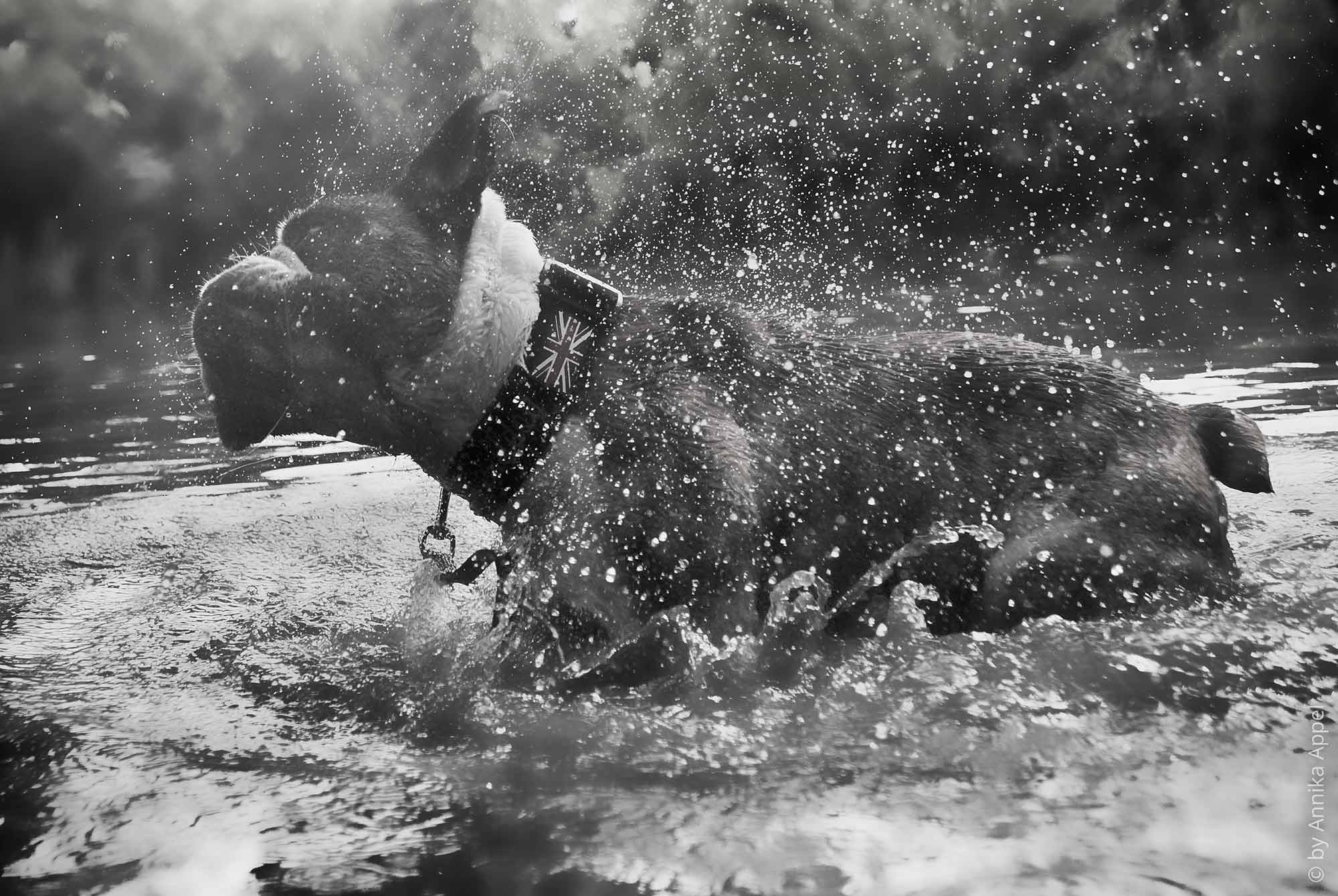 SommerHundBadetip Futterblatt